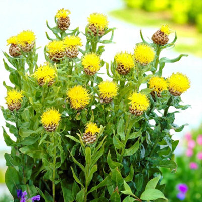 1 x Centaurea macrocephala Bare Root - Bold Yellow Summer Flowering ...