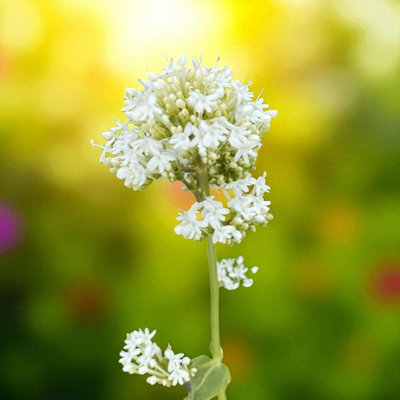 1 x Centranthus Ruber Albus Bare Root - Late Spring to Autumn Flowering ...