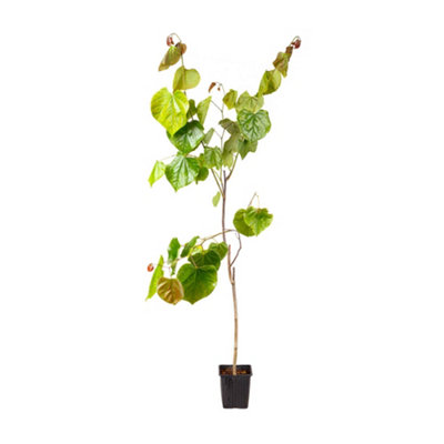 1 x Cercis 'canadensis' in a 9cm Pot