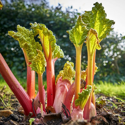 1 x Cherry Red Rhubarb Crown - Rheum Rhabarbarum Perennial Ready to Plant Bare Roots - Easy to Grow High Yielding Plants