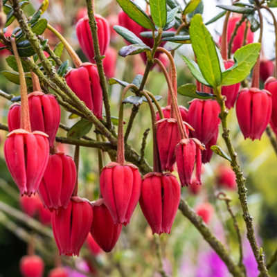 1 x Chilean Lantern Tree 'Crinodendron hookerianum' in 9cm pot 20cm tall