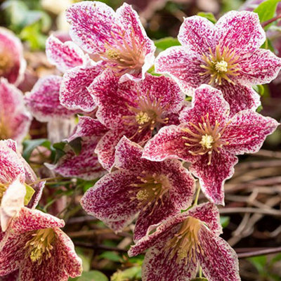 1 x Clematis cirrhosa var purpurescens 'Freckles' Evergreen Climber in a 7cm Pot