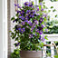 1 x Clematis Taiga Climbing plant with unique flower in 9cm pot