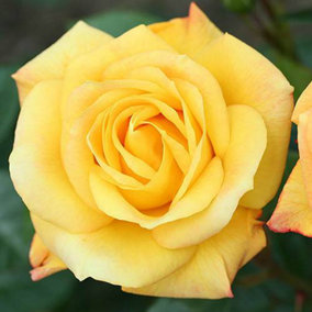 1 x Climbing Rose 'Climbing Arthur Bell' in a 3L Pot, Large Yellow Flowers, Repeat Flowering, Hardy Garden Ready Plan