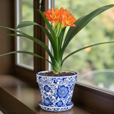 1 x Clivia Miniata Orange Indoor Plant in 13cm Pot - Vibrant Flowering  Natal Lily Potted Easy