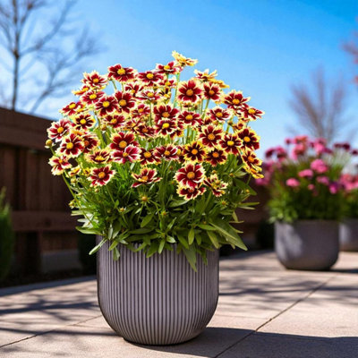 1 x Coreopsis Solar Fancy Bare Root - Red & Yellow Bi-Colour Compact ...