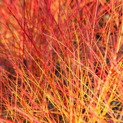 1 x Cornus sanguinea Anny Winter Orange in a 9cm Pot