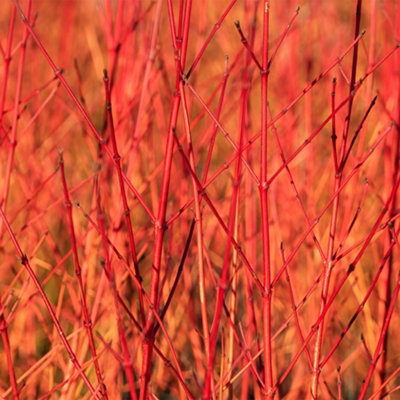1 x Cornus sanguinea 'Midwinter Fire' in a 9cm Pot