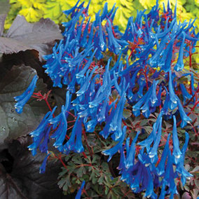 1 x Corydalis 'Blue Heron' Plant Plugs Garden Ready to Plant Out Plant Plugs Perfect for Containers or in Borders