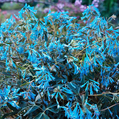 1 x Corydalis 'Blue Heron' Plant Plugs Garden Ready to Plant Out Plant Plugs Perfect for Containers or in Borders
