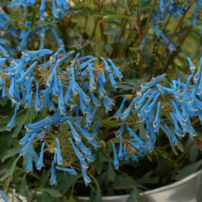 1 x Corydalis 'Blue Heron' Plant Plugs Garden Ready to Plant Out Plant Plugs Perfect for Containers or in Borders - 4