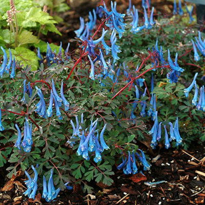 1 x Corydalis 'Blue Heron' Plant Plugs Garden Ready to Plant Out Plant Plugs Perfect for Containers or in Borders - 5