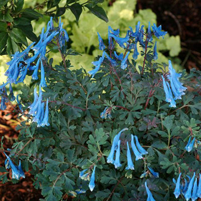 1 x Corydalis 'Blue Heron' Plant Plugs Garden Ready to Plant Out Plant Plugs Perfect for Containers or in Borders - 6