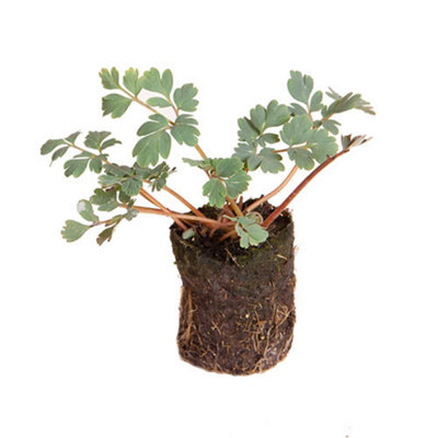 1 x Corydalis 'Blue Heron' Plant Plugs Garden Ready to Plant Out Plant Plugs Perfect for Containers or in Borders - 7