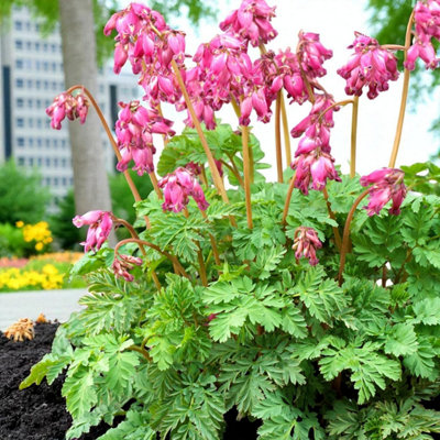 1 x Dicentra spectabilis Bare Root - Classic Pink & White Bleeding ...
