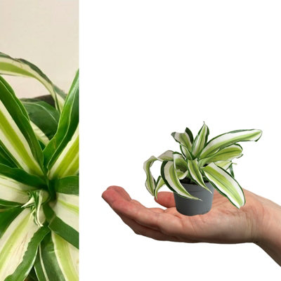 1 x Dragon Tree Dracaena Malaika in 6cm Pot - Air Purifying Evergreen  Foliage Mini Houseplant - Easy Care Beginner Friendly Plant
