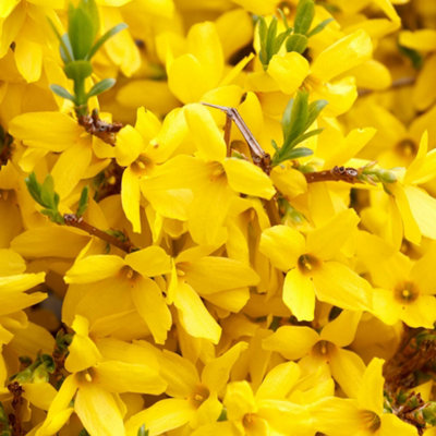 1 x Easter Tree Forsythia intermida Mikador in a 8/9cm Pot