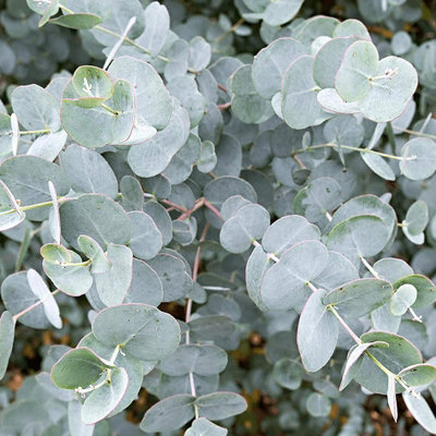 1 x Eucalyptus Gunnii in 9cm Pot - Aromatic Foliage - Evergreen Shrub