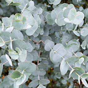 1 x Eucalyptus Gunnii in 9cm Pot - Aromatic Foliage - Evergreen Shrub