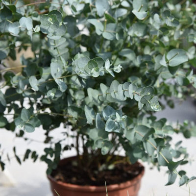 1 x Eucalyptus Gunnii in 9cm Pot - Aromatic Foliage - Evergreen Shrub - 3