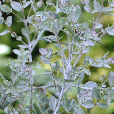 1 x Eucalyptus Gunnii in 9cm Pot - Aromatic Foliage - Evergreen Shrub - 4