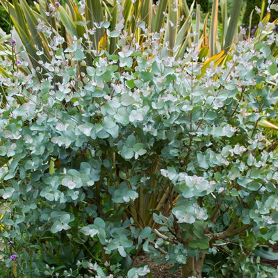 1 x Eucalyptus Gunnii in 9cm Pot - Aromatic Foliage - Evergreen Shrub - 5