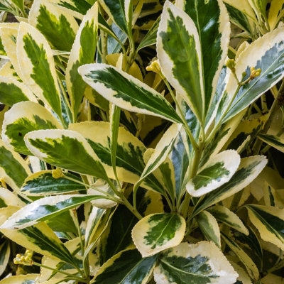 1 x Euonymus japonicus Bravo in 5L Pot - 100-150cm in Height inc Pot - Japanese Spindle Tree - Large Evergreen Hedging Shrub - 3