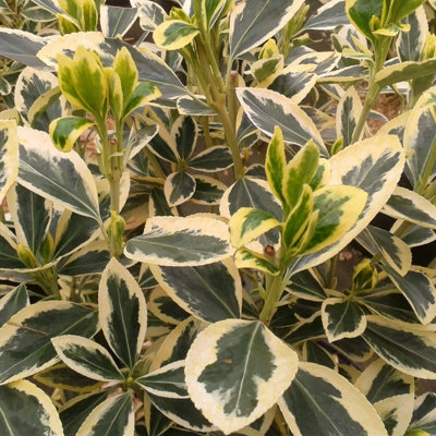 1 x Euonymus japonicus Bravo in 5L Pot - 100-150cm in Height inc Pot - Japanese Spindle Tree - Large Evergreen Hedging Shrub - 4