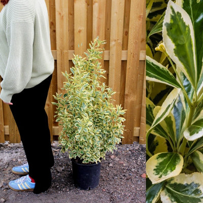 1 x Euonymus japonicus Bravo in 5L Pot - 100-150cm in Height inc Pot - Japanese Spindle Tree - Large Evergreen Hedging Shrub - 5