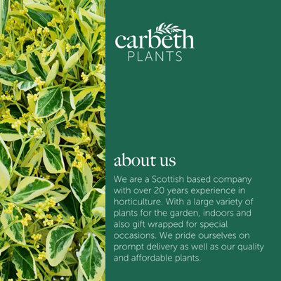 1 x Euonymus japonicus Bravo in 5L Pot - 100-150cm in Height inc Pot - Japanese Spindle Tree - Large Evergreen Hedging Shrub - 8