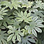 1 x Fatsia japonica 'Spider's Web' in a 3L Pot Grown Your Own in Gardens Perfect for Pots & Containers