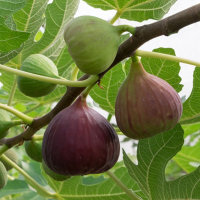 1 x Fig Tree 'Brown Turkey' Fruit Plant in a 2L Pot - Grow Your Own Fruit in UK Gardens Ready to Plant Out Fruit Tree Supplied as