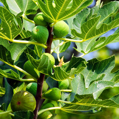 1 x Fig Tree 'Brown Turkey' Fruit Plant in a 2L Pot - Grow Your Own Fruit in UK Gardens Ready to Plant Out Fruit Tree Supplied as