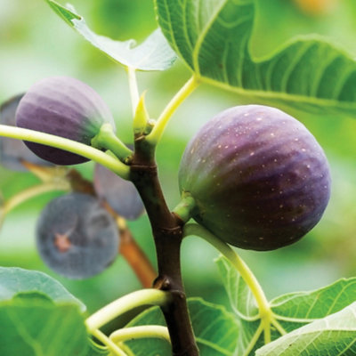 1 x Fig Tree 'Brown Turkey' Fruit Plant in a 2L Pot - Grow Your Own Fruit in UK Gardens Ready to Plant Out Fruit Tree Supplied as - 3