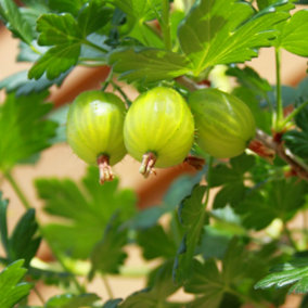 1 x Gooseberry Plant 'Invicta' in a 2L Pot - Supplied as an Established Plant Ready to Plant Out - Potted Gooseberry Bushes for Ga