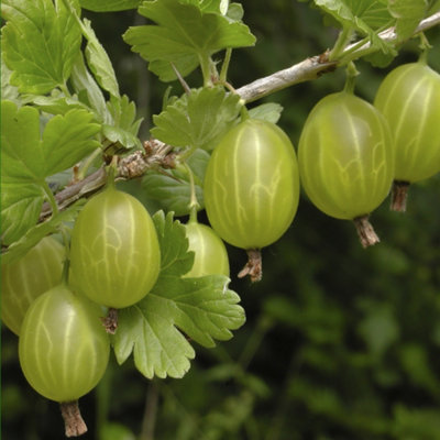 1 x Gooseberry Plant 'Invicta' in a 2L Pot - Supplied as an Established Plant Ready to Plant Out - Potted Gooseberry Bushes for Ga