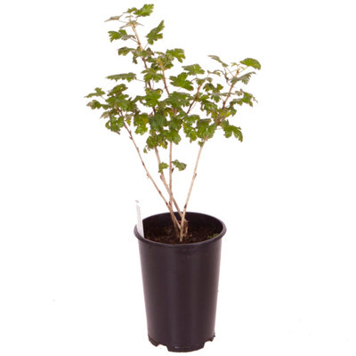 1 x Gooseberry Plant 'Invicta' in a 2L Pot - Supplied as an Established Plant Ready to Plant Out - Potted Gooseberry Bushes for Ga - 3