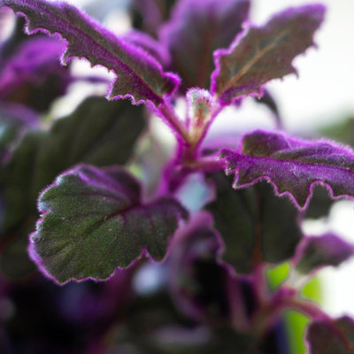 1 x Gynura aurantiaca Purple Passion Indoor Plant in 12cm Pot - Real Evergreen Trailing Houseplant Velvet Touch Foliage - 4