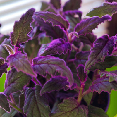 1 x Gynura aurantiaca Purple Passion Mini Indoor Plant in 6cm Pot - Real Live Fast Growing Evergreen Velvet Foliage Houseplant