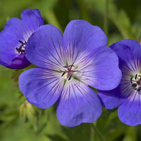 1 x Hardy Geranium 'Rozanne' in a 9cm Pot - Garden Ready Plant of the Centaury Drought Resistant
