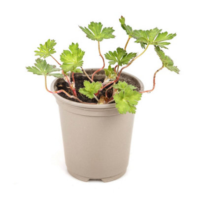 1 x Hardy Geranium 'Rozanne' in a 9cm Pot - Garden Ready Plant of the Centaury Drought Resistant - 3