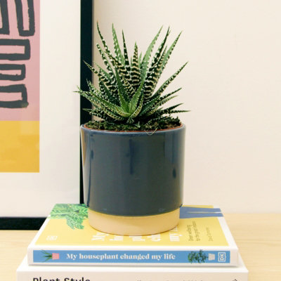 Haworthia Zebra Plant, Rooted Succulent in 6-inch Pot - Portugal