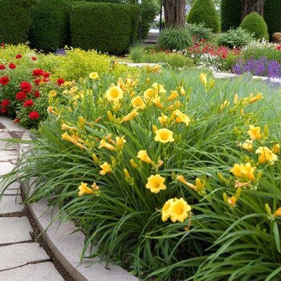 1 x Hemerocallis Stella de Oro Bare Root - Golden Yellow Daylily
