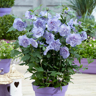1 x Hibiscus 'Blue Chiffon' in a 9cm Pot