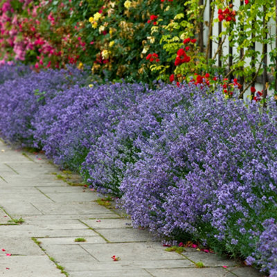 1 x Hidcote Hedging Lavender Plant in 9cm Pot - Ready to Plant ...