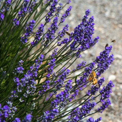 1 x Hidcote Hedging Lavender Plant in 9cm Pot - Ready to Plant Established Lavender - Bee and Butterfly Magnet
