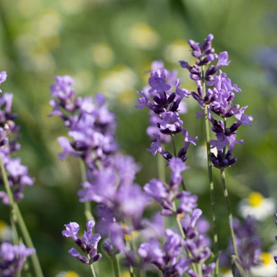 1 x Hidcote Hedging Lavender Plant in 9cm Pot - Ready to Plant Established Lavender - Bee and Butterfly Magnet - 4