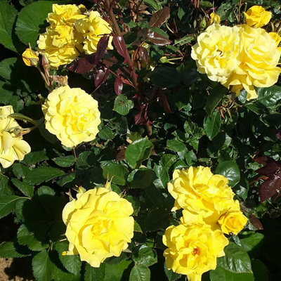 1 x Honeymoon Bare Root Rose - A Graded Bold Yellow Rose Bush with ...