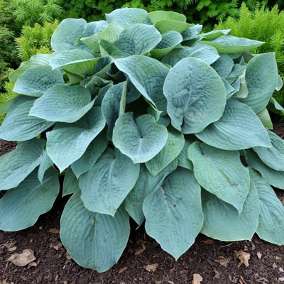 1 x Hosta Fragrant Blue Bare Root - Compact Perennial Fragrant White ...