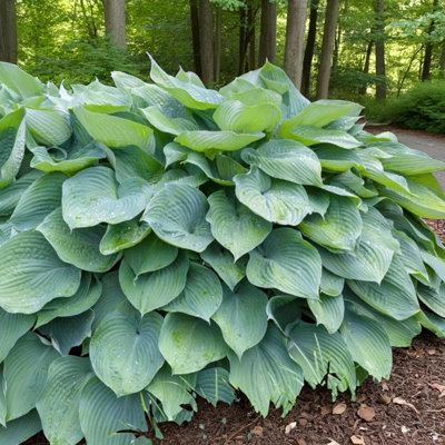 1 x Hosta T Rex Bare Root - Tall Architectural Perennial Shade Loving ...